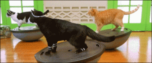 cat da-mo-143