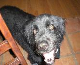 I love exercise! Have you walked your pet today? 